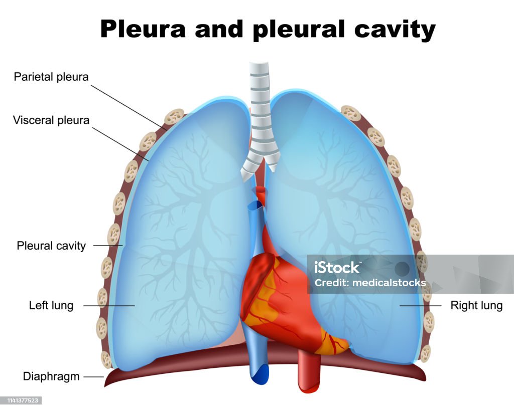 crédito medicalstocks
